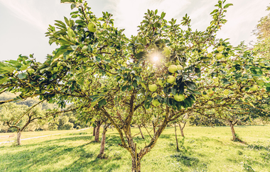 Etappe 5 Obstwiese | © Arbeitsgmeinschaft Kocher-Jagst-Radweg