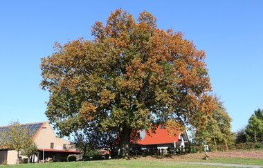 Europäischer Kulturweg: Vom Burgensaal zum Klosterglanz - Beim Hollebaum und Pfeiferhans | © TOURISMUS REGION WERTHEIM GmbH