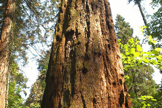 Exotenwald Weinheim, Grosser Rundweg | © Landratsamt Rhein-Neckar-Kreis