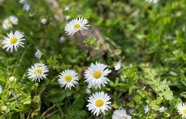 Flora - Fauna & Panorama | © Stadt Brackenheim | Celina Ponto