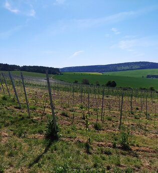 Fränkischer Weinwanderweg (RH)  von Reicholzheim-Homburg | © TOURISMUS REGION WERTHEIM GmbH