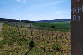 Fränkischer Weinwanderweg (RH)  von Reicholzheim-Homburg | © TOURISMUS REGION WERTHEIM GmbH