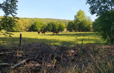 Fränkischer Weinwanderweg (RH)  von Reicholzheim-Homburg | © TOURISMUS REGION WERTHEIM GmbH