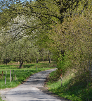 Freudenberg: Durch den Freudenberger Stadtwald, schwarz, WF3 | © Liebliches Taubertal
