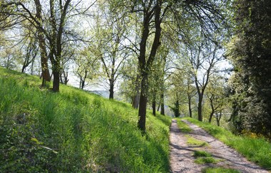 Freudenberg: Durch den Freudenberger Stadtwald, schwarz, WF3 | © Liebliches Taubertal