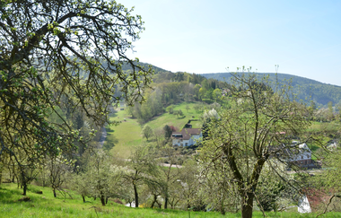 Freudenberg: Durch den Freudenberger Stadtwald, schwarz, WF3 | © Liebliches Taubertal