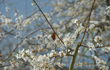 Freudenberg: Durch den Freudenberger Stadtwald, schwarz, WF3 | © Liebliches Taubertal
