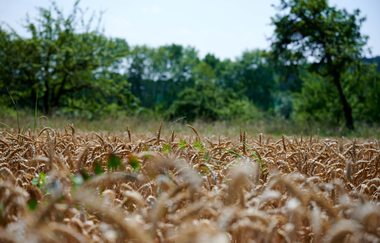 FT1 - Wander3Klang  - Große Tour | © Kraichgau-Stromberg Tourismus e.V.