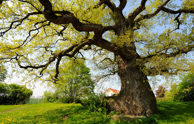 FürstenTour | © Touristikgemeinschaft Hohenlohe e. V. | Stadt Neuenstein