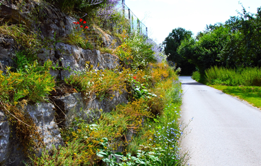 Gänslauf | Neudenau | HeilbronnerLand | © Stadtverwaltung Neudenau