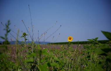 Gemmrigheimer Rundwanderweg | © Gemeinde Gemmrigheim
