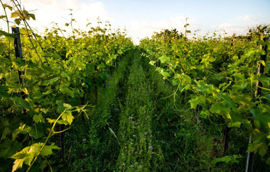 Geopfad  Brunnenweg | © WEINGUT LUDWIG HONOLD