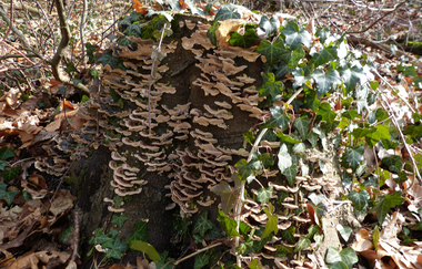 Baumstumpf mit Baumpilzen und Efeu | © TG Odenwald