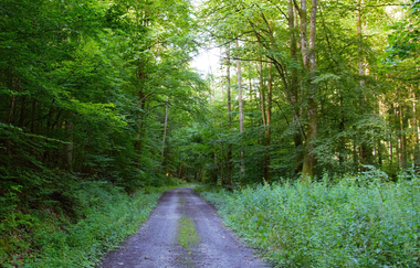 Große Böcklingsee-Runde | Neudenau | HeilbronnerLand | © Stadtverwaltung Neudenau