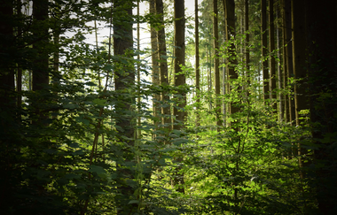 Große Böcklingsee-Runde | Neudenau | HeilbronnerLand | © Stadtverwaltung Neudenau
