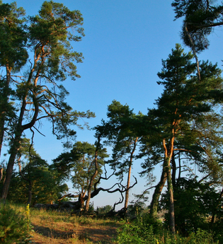 Große Hardtwaldrunde | © Landratsamt Rhein-Neckar-Kreis