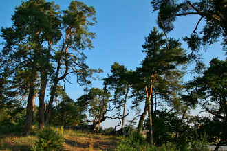 Große Hardtwaldrunde | © Landratsamt Rhein-Neckar-Kreis