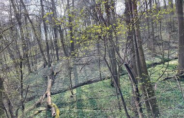 Waldabschnitt entlang des Dachsbergweges | © Stadt Brackenheim | Celina Ponto