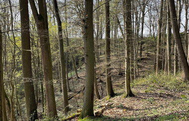Waldabschnitt entlang des Dachsbergweges | © Stadt Brackenheim | Celina Ponto