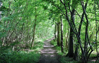 Hammelsgraben-Trail | © Unbekannt