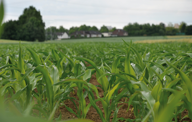 Hasenlauf-Rundweg | © Land der 1000 Hügel - Kraichgau-Stromberg