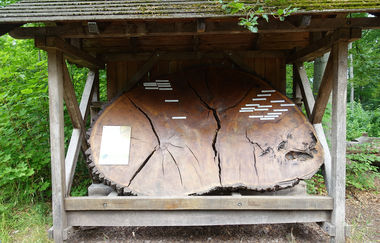 Heilbronner Walderlebnispfad | © Touristikgemeinschaft HeilbronnerLand e.V.