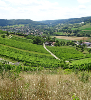 Aussicht auf Weinberge | © Stadt Pfedelbach