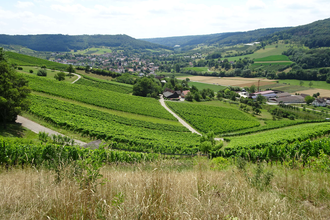 Aussicht auf Weinberge | © Stadt Pfedelbach