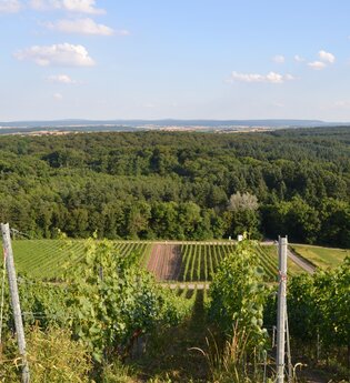 Hilsbacher Eichelberg Tour | © Stadt Sinsheim