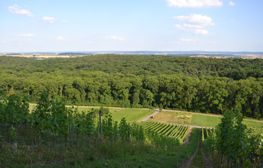 Hilsbacher Eichelberg Tour | © Stadt Sinsheim
