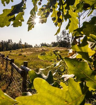 Hirschacker und Dossenwald