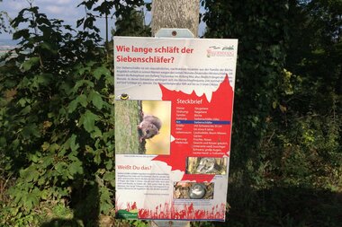 Eine Tafel zum Thema Wie lange schläft der Siebenschläfer? | © Touristikgemeinschaft Hohenlohe e. V. | Marion Schlund
