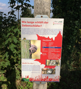 Eine Tafel zum Thema Wie lange schläft der Siebenschläfer? | © Touristikgemeinschaft Hohenlohe e. V. | Marion Schlund