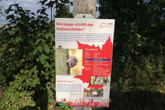 Eine Tafel zum Thema Wie lange schläft der Siebenschläfer? | © Touristikgemeinschaft Hohenlohe e. V. | Marion Schlund