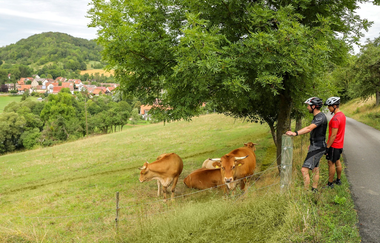 Limpurger Weiderinder auf einer Wiese im Jagsttal | © Touristikgemeinschaft Hohenlohe e. V. | Andi Schmid, Fotolevel