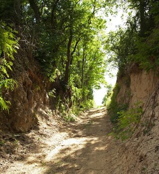 Hohlweg "Weiße Hohl" Nußloch | © Landratsamt Rhein-Neckar-Kreis