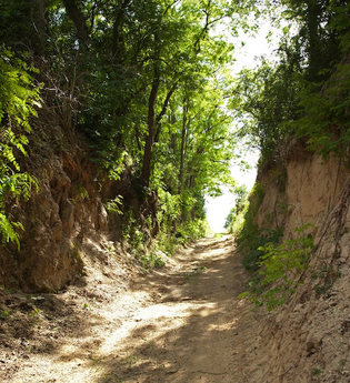 Hohlweg "Weiße Hohl" Nußloch | © Landratsamt Rhein-Neckar-Kreis