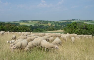 Hohscheid-Rundweg | © Land der 1000 Hügel - Kraichgau-Stromberg