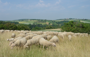 Hohscheid-Rundweg | © Land der 1000 Hügel - Kraichgau-Stromberg