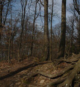 IVB MTB Tour 1 Stadtwaldrunde | am Gaffenberg | © Touristikgemeinschaft HeilbronnerLand