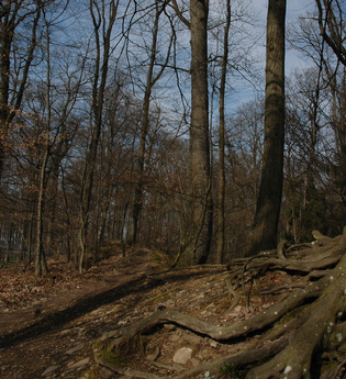 IVB MTB Tour 1 Stadtwaldrunde | am Gaffenberg | © Touristikgemeinschaft HeilbronnerLand