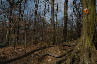 IVB MTB Tour 1 Stadtwaldrunde | am Gaffenberg | © Touristikgemeinschaft HeilbronnerLand