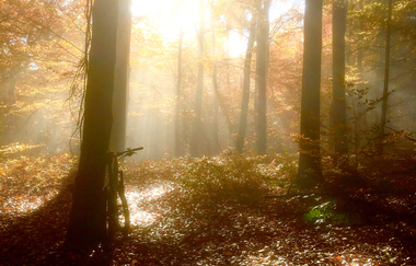 IVB MTB Tour 1 Stadtwaldrunde | © Initiative Verantwortungsvolles Biken Landkreis Heilbronn