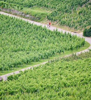 Wanderer in den grünen Weinbergen | © Touristikgemeinschaft Hohenlohe e. V. | Florian Trykowski