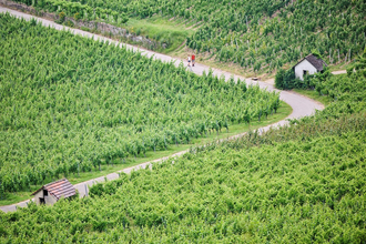 Wanderer in den grünen Weinbergen | © Touristikgemeinschaft Hohenlohe e. V. | Florian Trykowski
