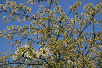 Kirschblütenweg Assamstadt | © Gemeinde Assamstadt