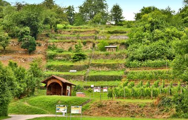 Schauweinberg in Hardthausen am Kocher | HeilbronnerLand | © Arbeitsgemeinschaft Kocher-Jagst-Radweg