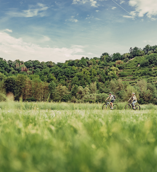 Weinberge und Steinriegel bei Möckmühl | © Touristikgemeinschaft HeilbronnerLand e.V.