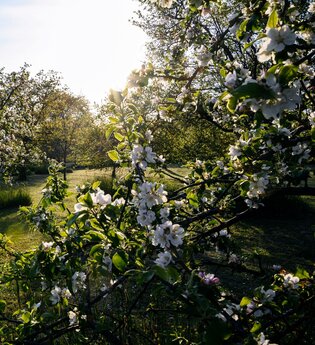 Streuobstwiese im HeilbronnerLand | © Touristikgemeinschaft HeilbronnerLand