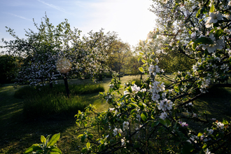 Streuobstwiese im HeilbronnerLand | © Touristikgemeinschaft HeilbronnerLand